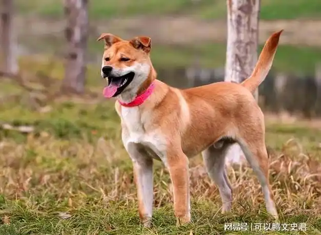 "土狗"才是血统最高贵的狗?为何养过土狗后,就不会养其他狗了