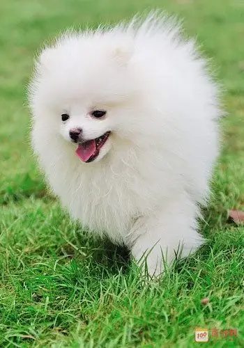 超可爱的白色博美犬图片欣赏