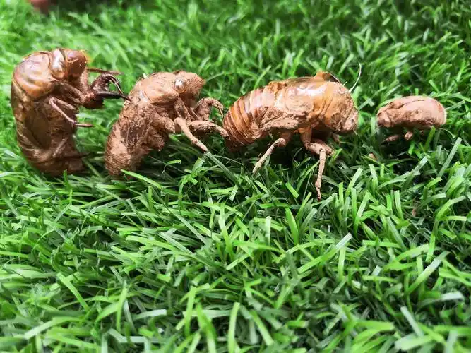 蝉若虫壳的作用