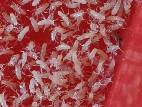 活体蝉蚁小苗幼苗