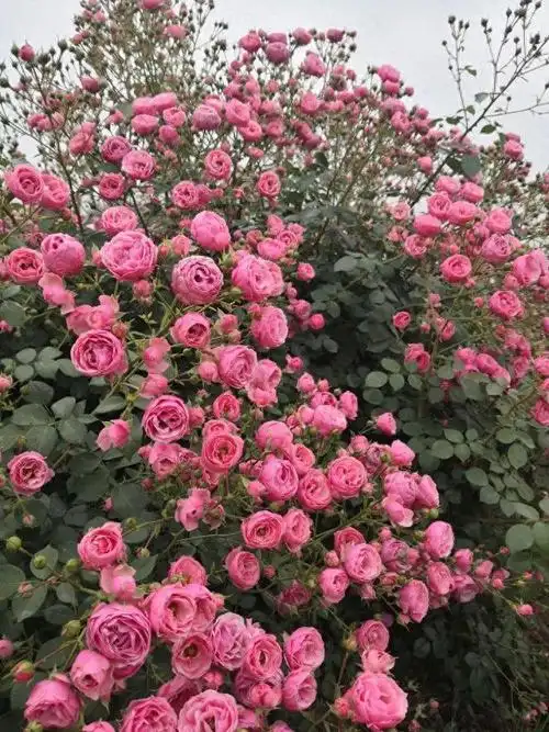 容易开爆盆的花卉,每次都开上很多,你喜欢吗?