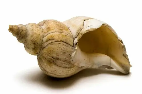 『千姿百态的海螺,而且还是右撇子』