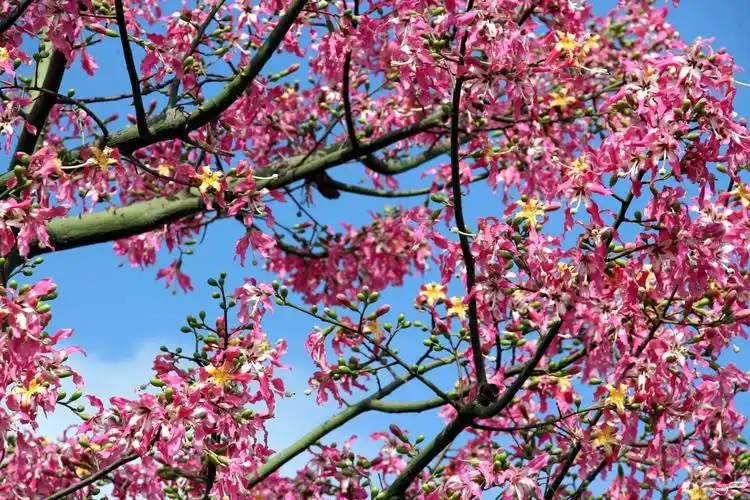 梅城的异化木棉树开花也漂亮