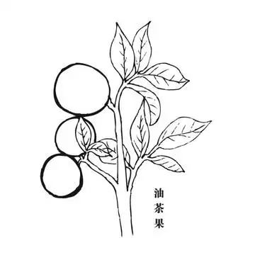 油茶花图片