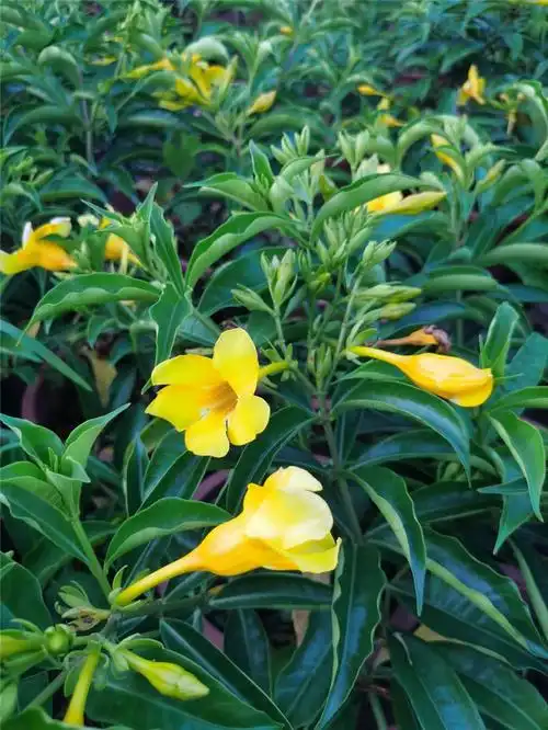 带花盆栽软枝黄金蝉花常绿灌木软枝黄婵花四季开花不断