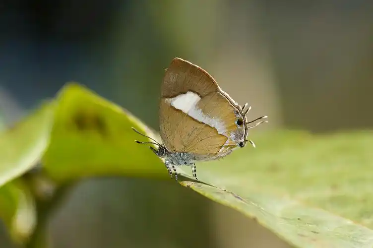 斑灰蝶horaga onyx 2