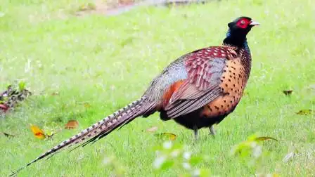 长尾巴公野鸡发威大叫,野鸡梳理羽毛,好漂亮啊