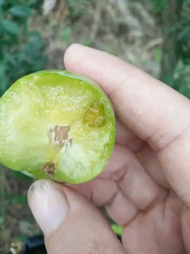 请问专家们,这个李子什么病