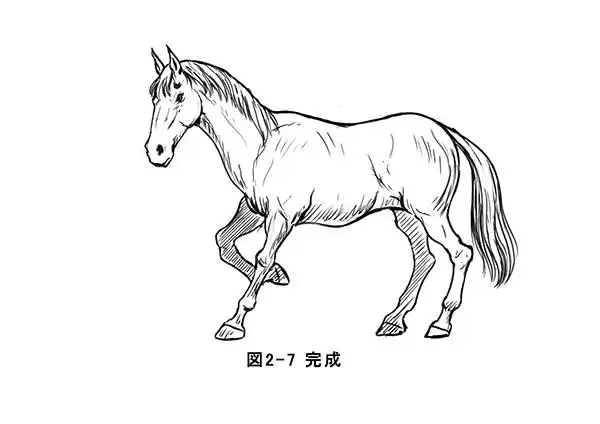 马的基础绘制方法!-漫画插画资源-surfcg