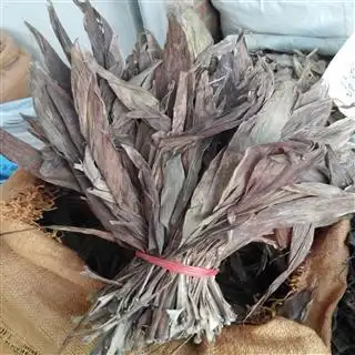 红铁树叶 选 产地