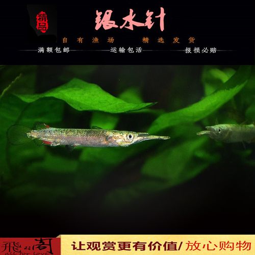 上层鱼白金银水针鱼银针鱼迷你鲟鱼宠物草缸热带观赏鱼活体银燕鱼