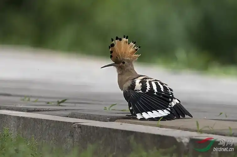 每日说鸟(三)戴胜