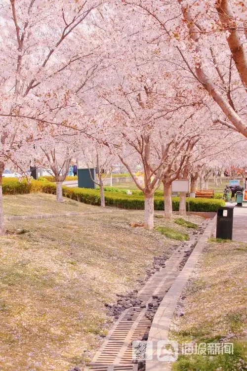 烟台这儿的樱花大道美出圈了!|花朵|晚樱|樱花树_网易订阅