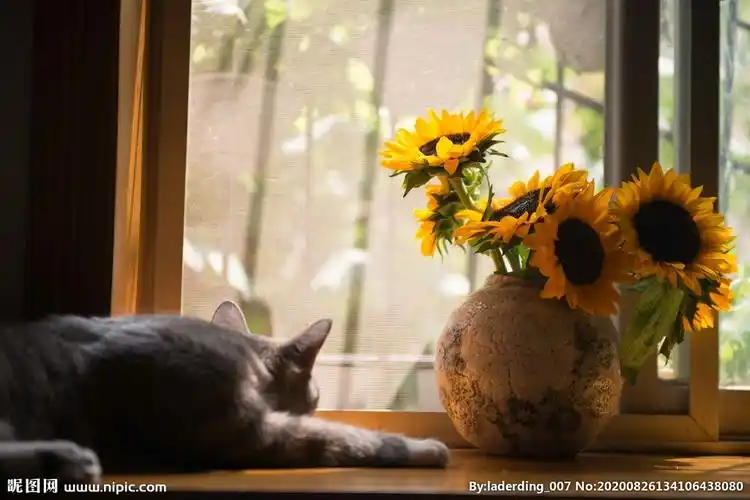 窗前向日葵图片