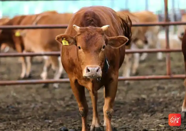 摸清"家底"抢占育种先机 贵州启动第三次畜禽遗传资源普查