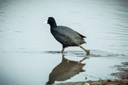 观鸟青岛墨水河国家二级保护动物白骨顶水鸡