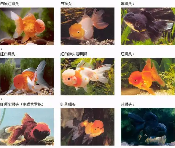 中国观赏鱼,到美国胖得像"猪":惊现巨型金鱼,耐高温,无天敌