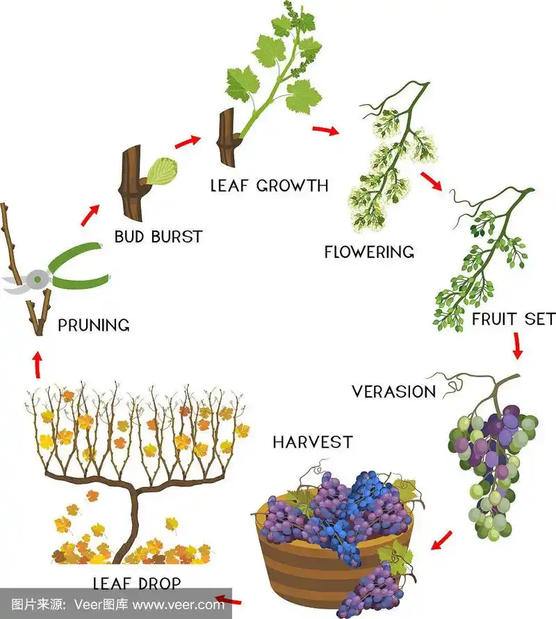 白色背景上孤立的葡萄藤的年生长生活史.葡萄的发育和成熟阶段