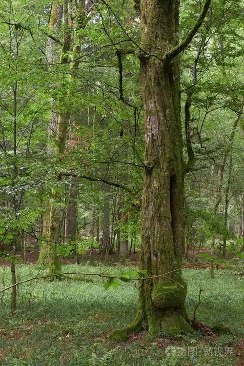 落叶阔叶林有老黄杨树