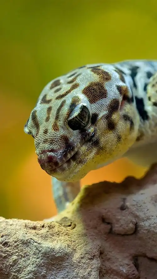 壁虎,爬行动物 iphone 壁纸