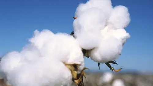 雪白纯洁的新疆棉花