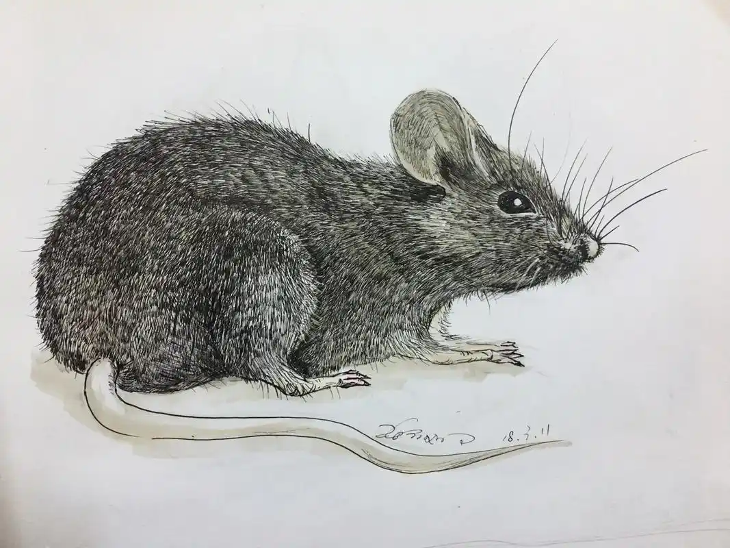 素描小动物人见人怕的小老鼠