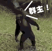 端午节斗图表情包gif图合集|不发粽子,发个红包可以吗?