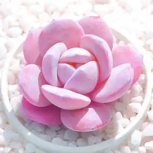 精美嫩粉色雪莲/新手容易办公桌多肉植物室内盆栽阳台花卉防辐射
