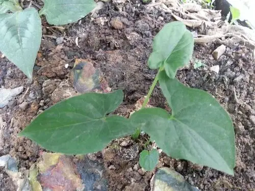 好友送的,说是强盗药,泡酒可治跌打损伤.