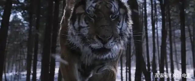 猛虎下山"手撕鬼子",这部老虎当主角的抗日神剧爽爆了