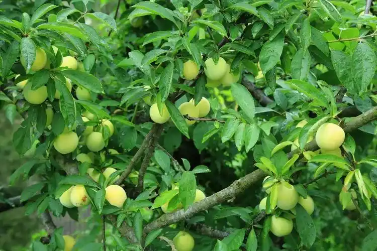 各个品种的李子缀满枝头目前佘家沟李子有苹果李,布朗李,美国红玫瑰