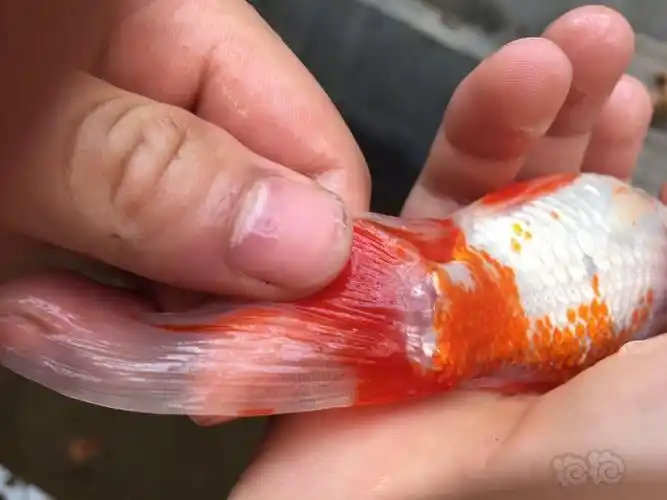 金鱼救救我的鱼充血