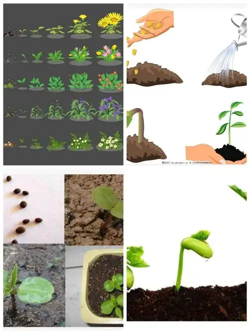 植物的生长过程,播种～～发芽～～开花～～结果.