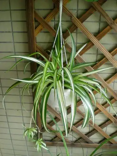 吊兰- 热门商品专区