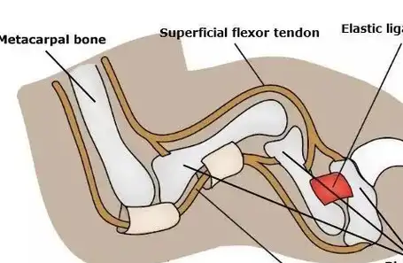 你见过一摸就开花的山竹吗?喵~_猫咪_爪子_主子