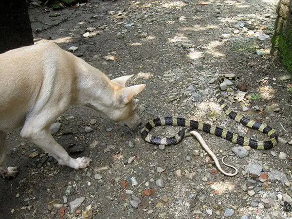 谁知,白蛇的屈服却招来了两条黑黄麻花蛇的竞赛,一会儿从友爱的伙伴