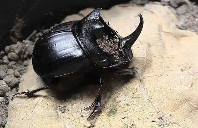 屎壳郎吃什么食物?