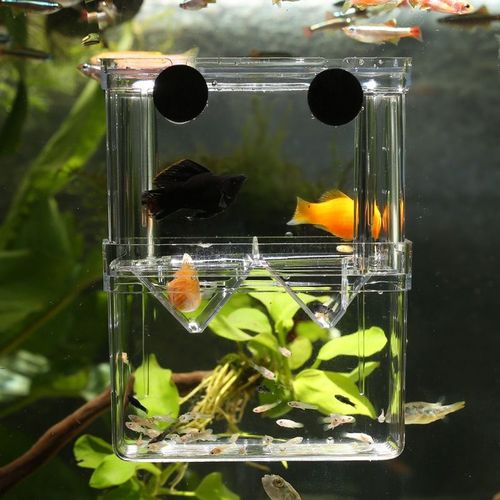 孔雀鱼繁殖盒小鱼苗产卵房分离水族鱼缸双层隔离箱透明卵化盒