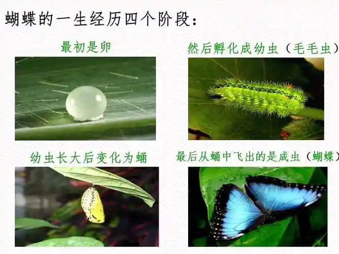 园大班科学教育ppt课件童话寓言故事会幼儿园游戏活动毛毛虫变蝴蝶