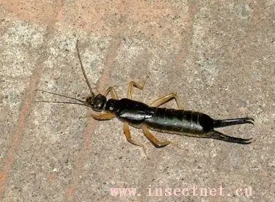 铗尾虫用是什么药能药死