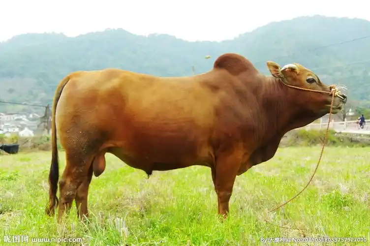 乡村田园 黄牛牧草摄影图__家禽家畜_生物世界_摄影图库_昵图网nipic.