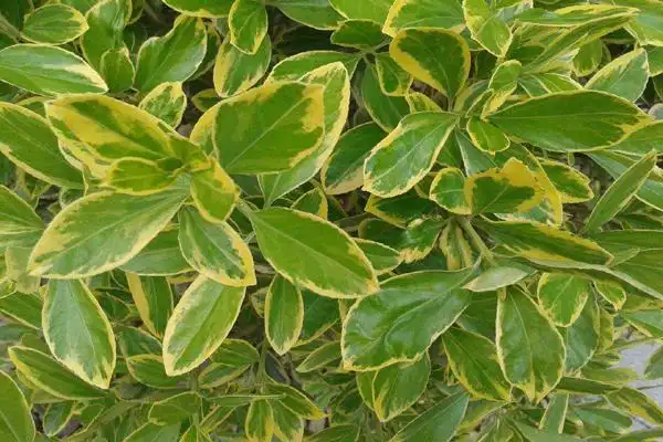 金边大叶黄杨开花吗?