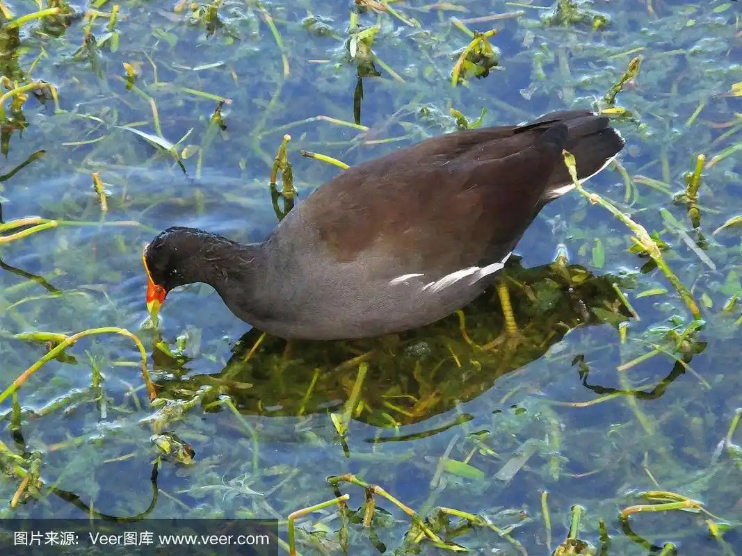 黑水鸡,水生植物,自然,野生动物,图像