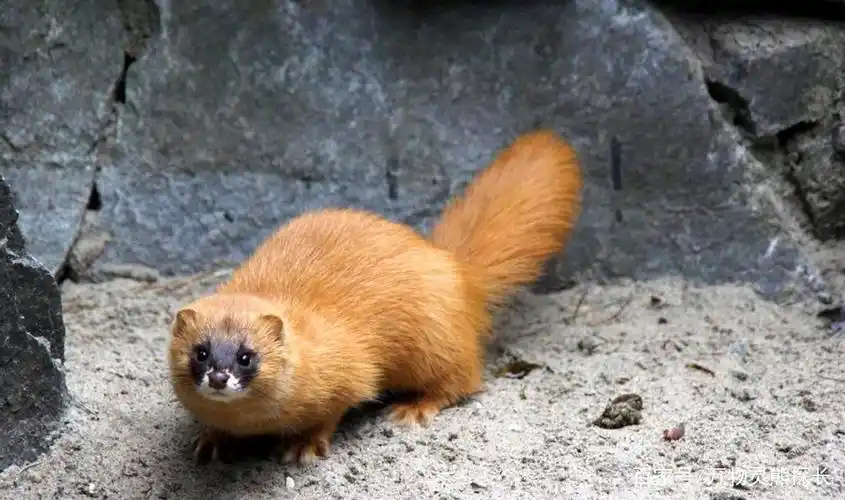 黄鼠狼真的邪门吗,为何是国家三有保护动物?它究竟有什么价值?