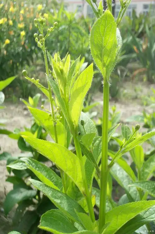 玄参有什么功效和作用