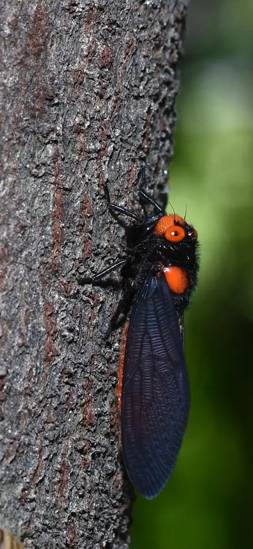 黑翅红蝉红蝉多生于丘陵地带成虫栖息于低矮树丛中不能高飞若虫生活于