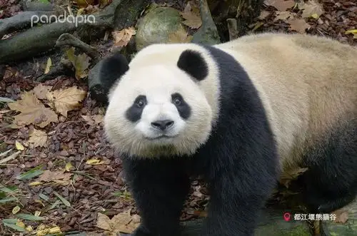 什么!还有人不知道大熊猫是单眼皮?_直播