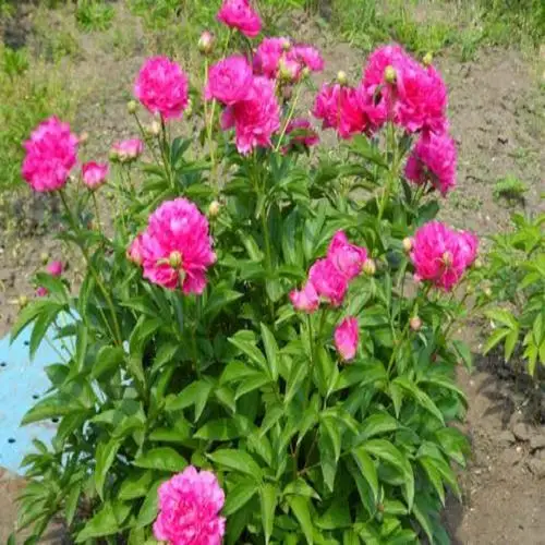 当季出售芍药苗批发商销售商