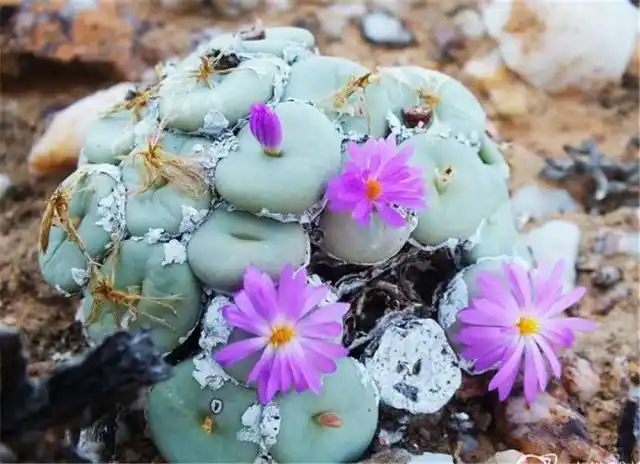 呼朋唤友的相约来到纳马夸兰沙漠,来欣赏可爱多吃的多肉植物