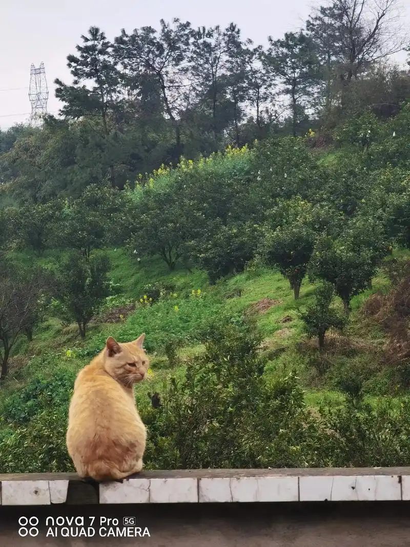 一只猫的寂寞00孤独的背影98 - 抖音